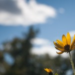 IMG_7548